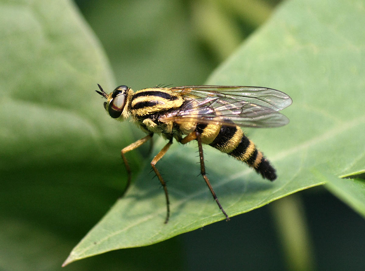 Thereva aurata   da confermare